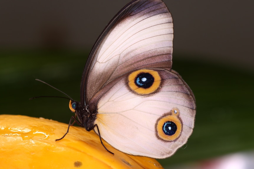 A white-winged butterfly with dramatic yellow and blue wing spots