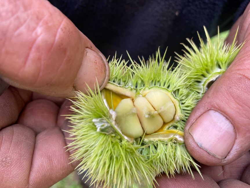 A man is holding a green chestnut that he has opened to show the nuts are not ready for picking.
