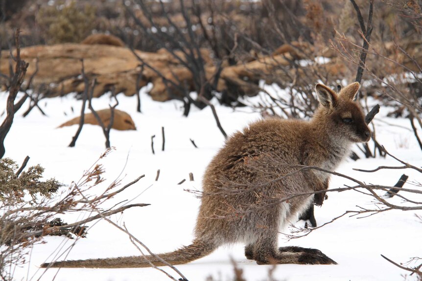 A young wallaby in the snow in a burnt-out landscape