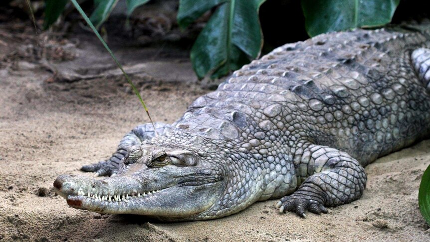 The false gharial female crocodile that died while attempting to mate