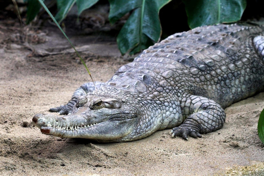 The false gharial female crocodile that died while attempting to mate