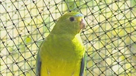 An orange-bellied parrot.