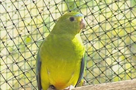 An orange-bellied parrot.