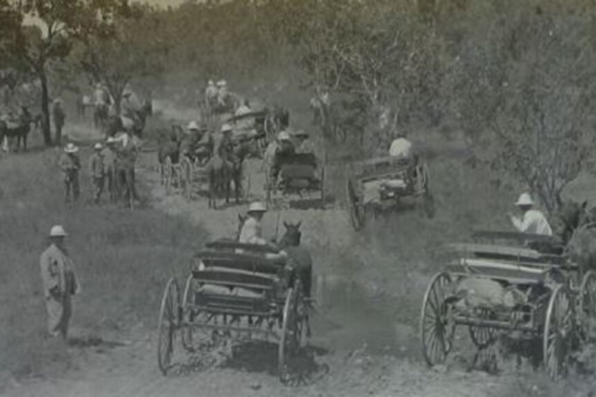 Horses and carts in the bush. Black and white photo.