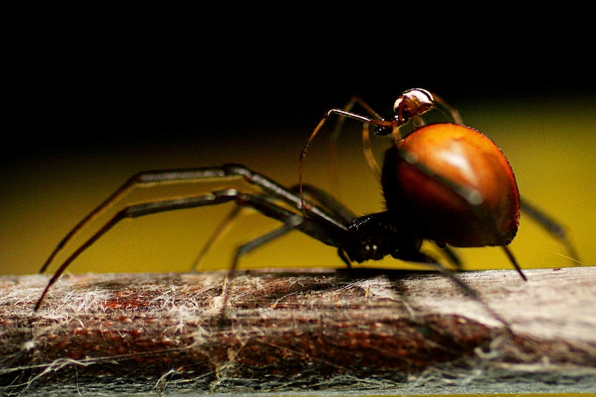 A small male red-back spider climbs on the back of a female before mating.