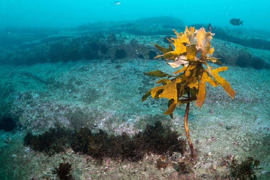 Clusters of sea urchins populate the sea floor, with one lonely strand of kelp remaining