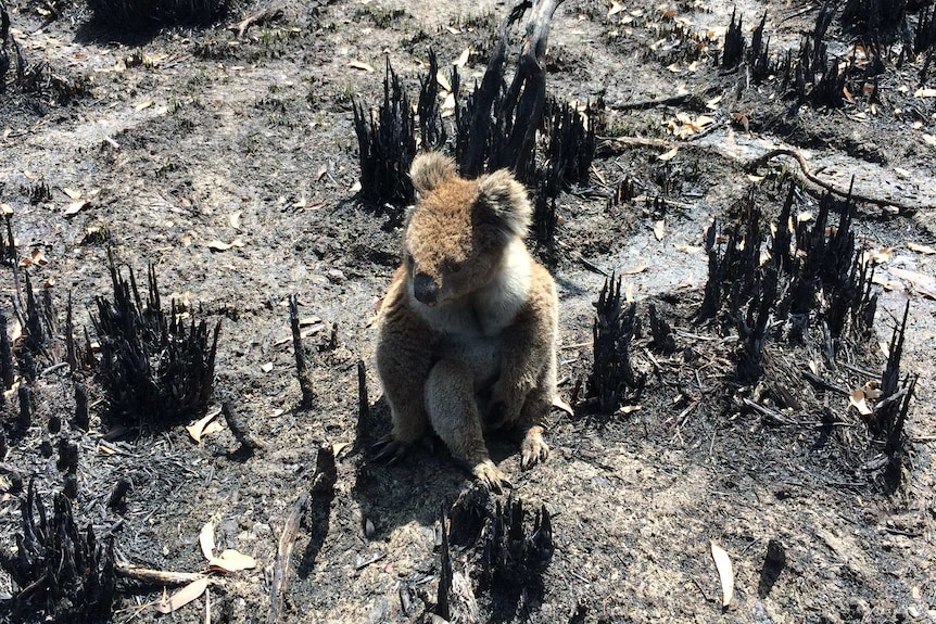 A koala is sitting among the burnt trees and bushes