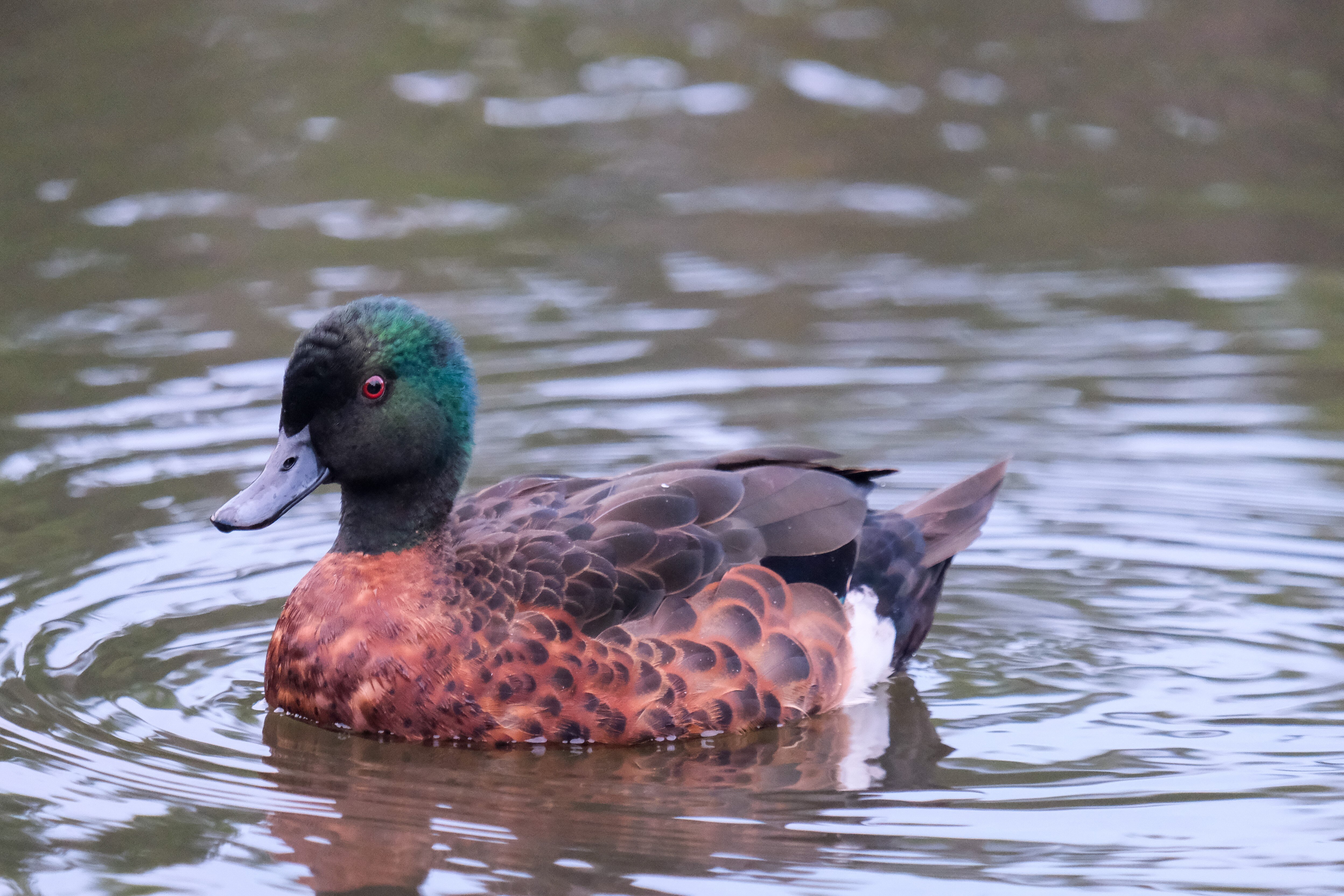 A brown duck with blue colouring on its feathers sitting on the water.