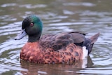 A brown duck with blue colouring on its feathers sitting on the water.