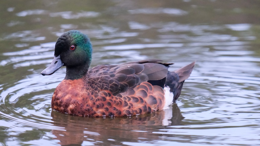 A brown duck with blue colouring on its feathers sitting on the water.
