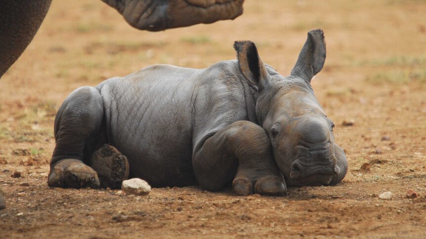 A rhino calf lying down