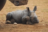 A rhino calf lying down