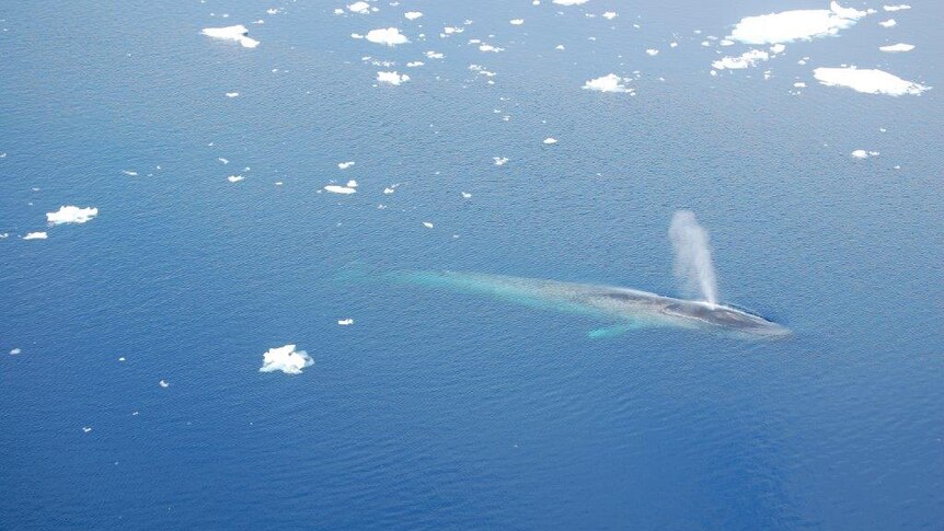 Antarctic whale spout