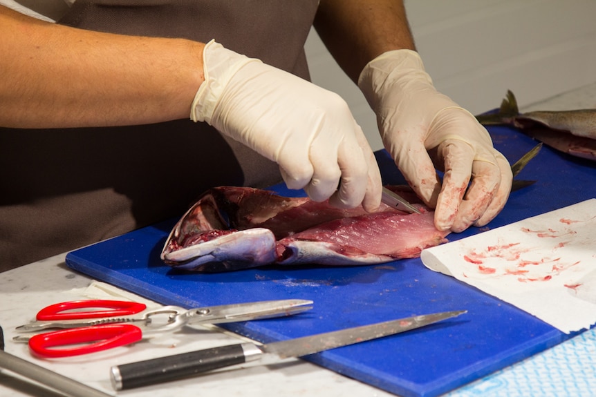 Man wearing gloves deboning fish.