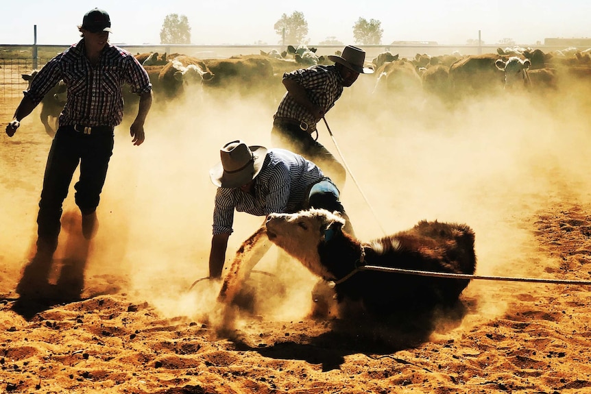 Bronco branding is a rough-and-tumble affair and there is the high risk of graziers getting hurt.