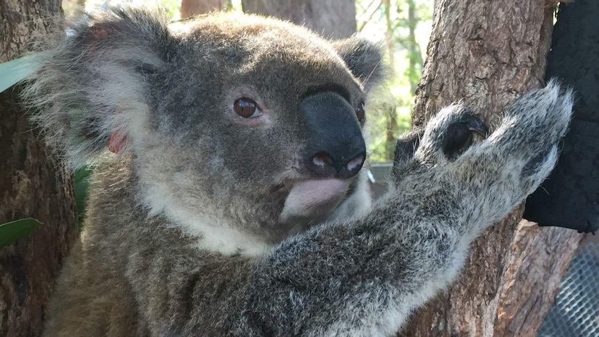 A koala looks at the camera.
