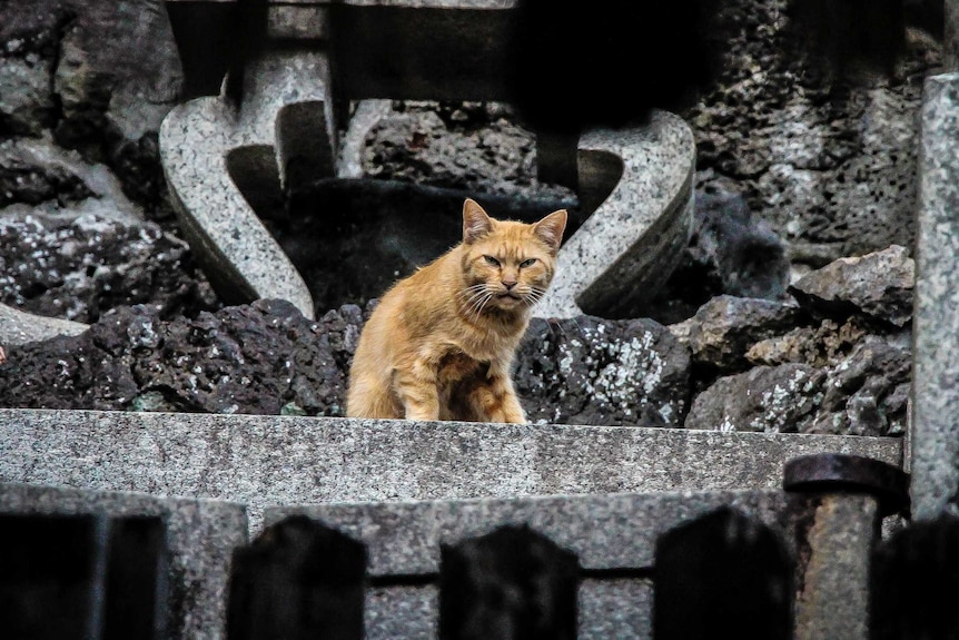 A ginger feral cat.