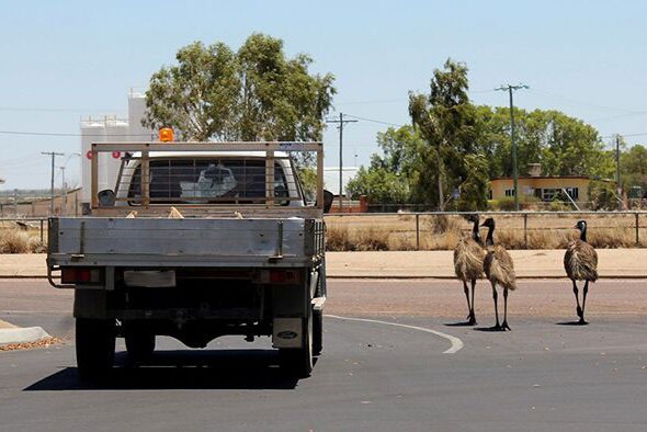 Emus cause traffic problems in Longreach