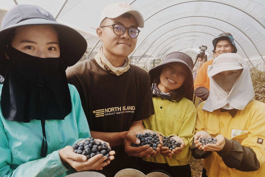 A group of working backpackers holding blueberries they've picked from the bushes that stand in rows behind them.