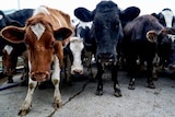 A herd of cows looks at the camera