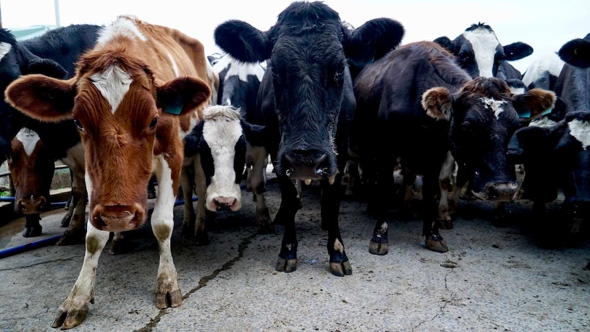 A herd of cows looks at the camera