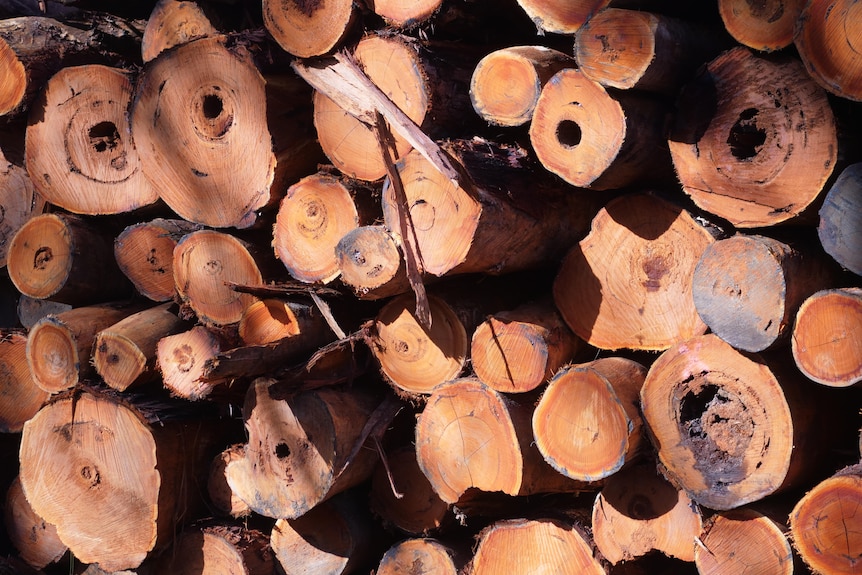 A pile of jarrah logs