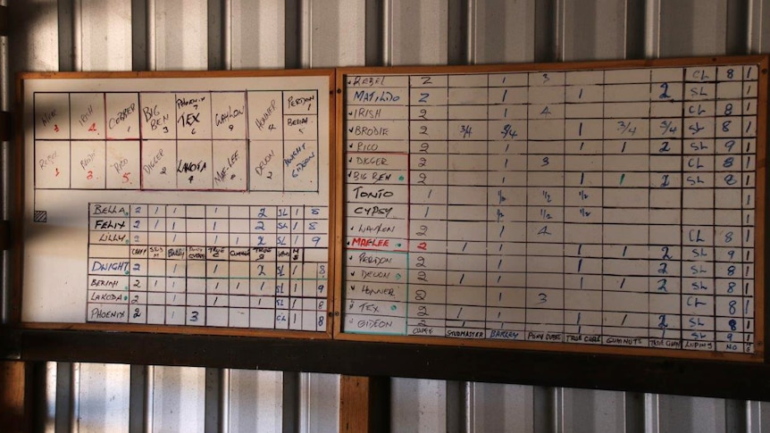 A feeding schedule written in tables on a whiteboard attached to a tin shed wallat the Calan Horse Sanctuary.
