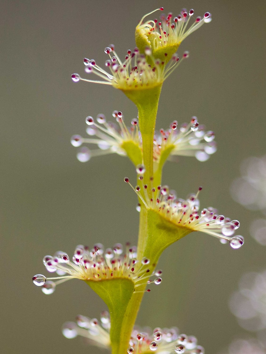 A close-up of a plant with branching tentacles covered in clear droplets.