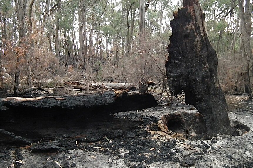 Giant Blue Gum killed by planned burn