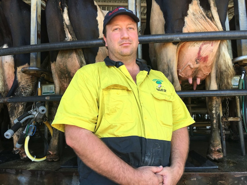 A man in a fluoro yellow shirt and a black cap stands in front of three cows, seen from the rear with their tails and udders.