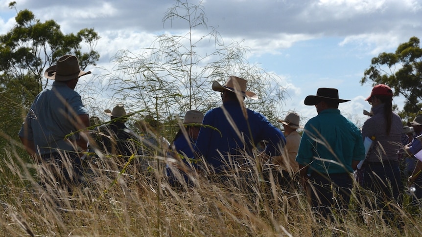 Graziers standing in the long grass on Barry O'Sullivan's cattle property near Bowen.