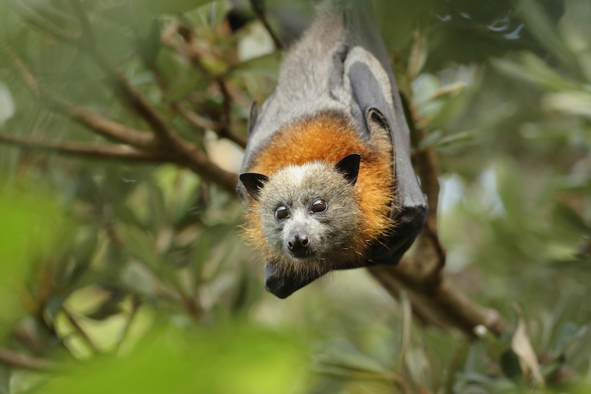 The flying fox is a type of bat  with teddy-bear-like grey face, and an orange rough around the neck