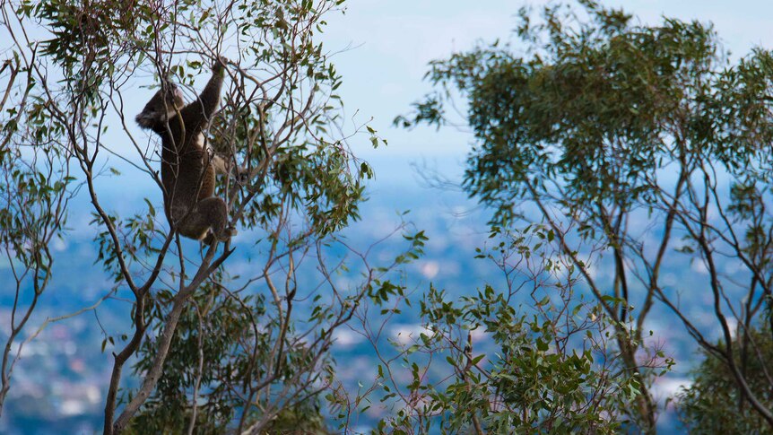 A koala reaches for leaves in a tree with metropolitan Adelaide in the background.