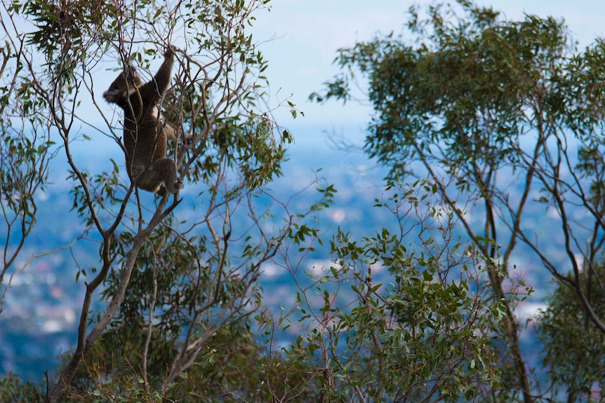 A koala reaches for leaves in a tree with metropolitan Adelaide in the background.