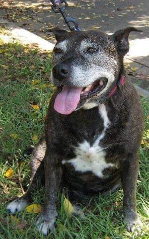 A grey-muzzled old dog