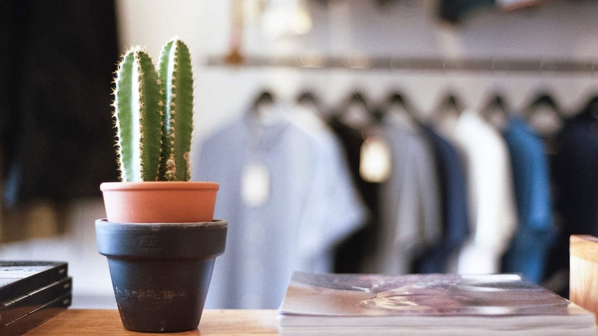 Indoor cactus for story about keeping indoor plants alive