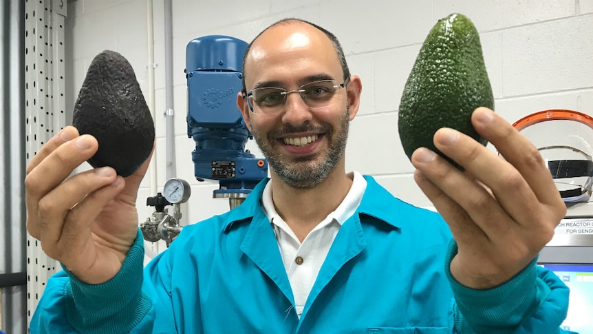 Dr Gustavo Cerqueira comparing how an untreated avocado ripens far more quickly than one that's treated with his product.
