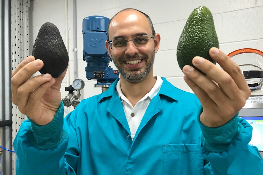 Dr Gustavo Cerqueira comparing how an untreated avocado ripens far more quickly than one that's treated with his product.