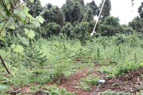 A group of cannabis plants growing in a clearing surrounded by trees 