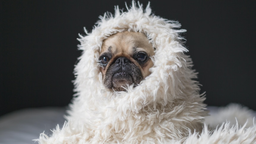 A pug in bed.