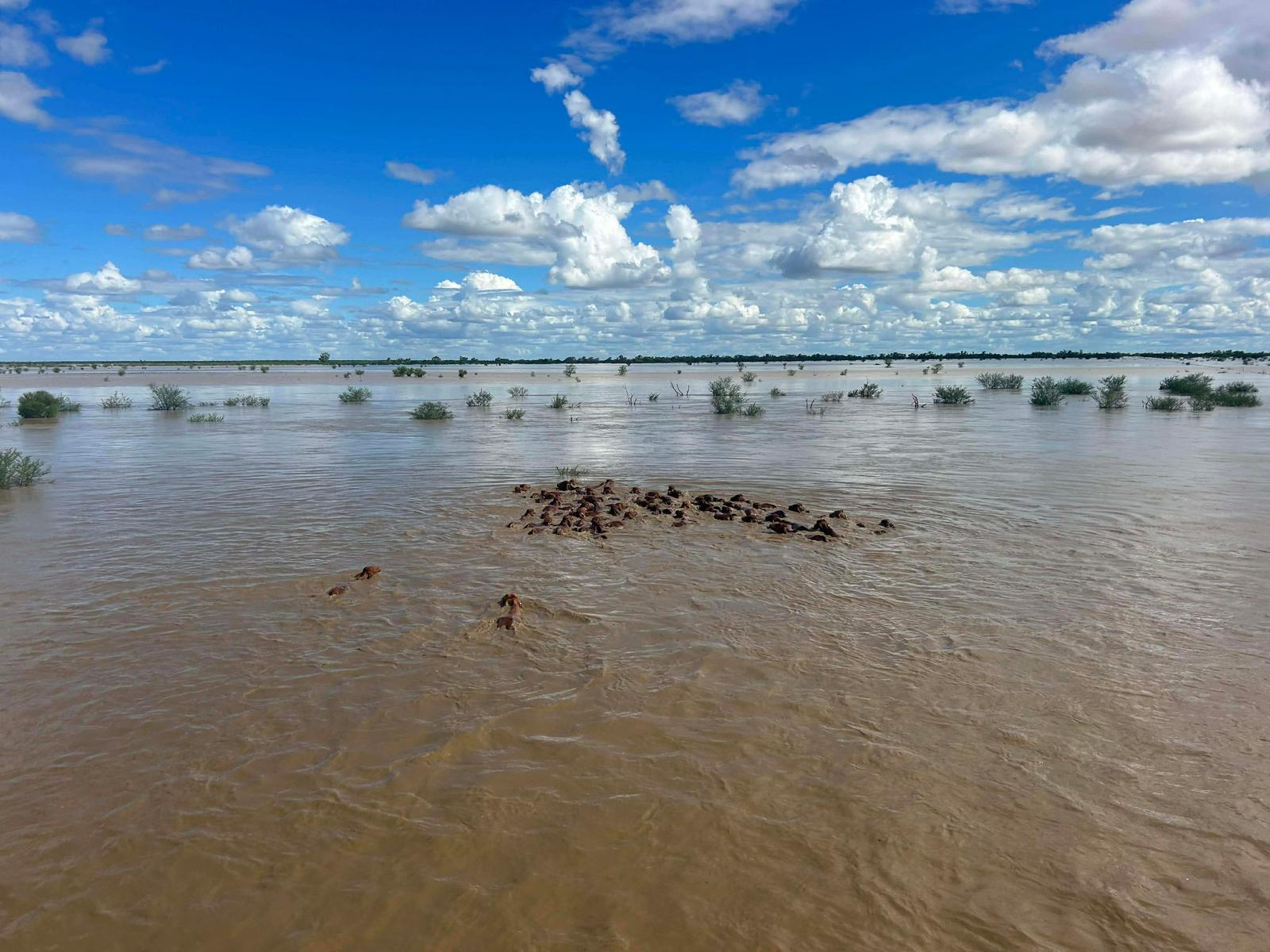 Um rebanho de gado nadando nas enchentes atingindo as copas das árvores no interior de Queensland