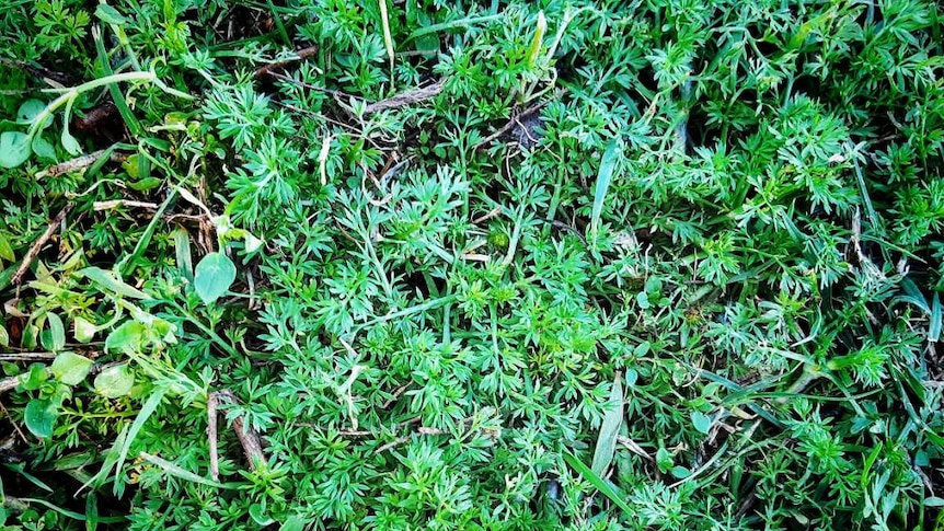 A group of low-growing green small spiky burrs in lawn