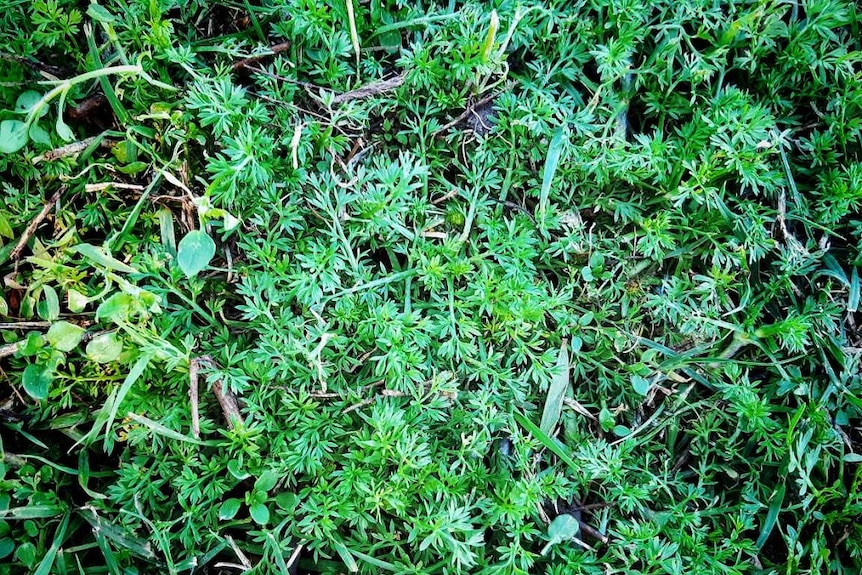 A group of low-growing green small spiky burrs in lawn.