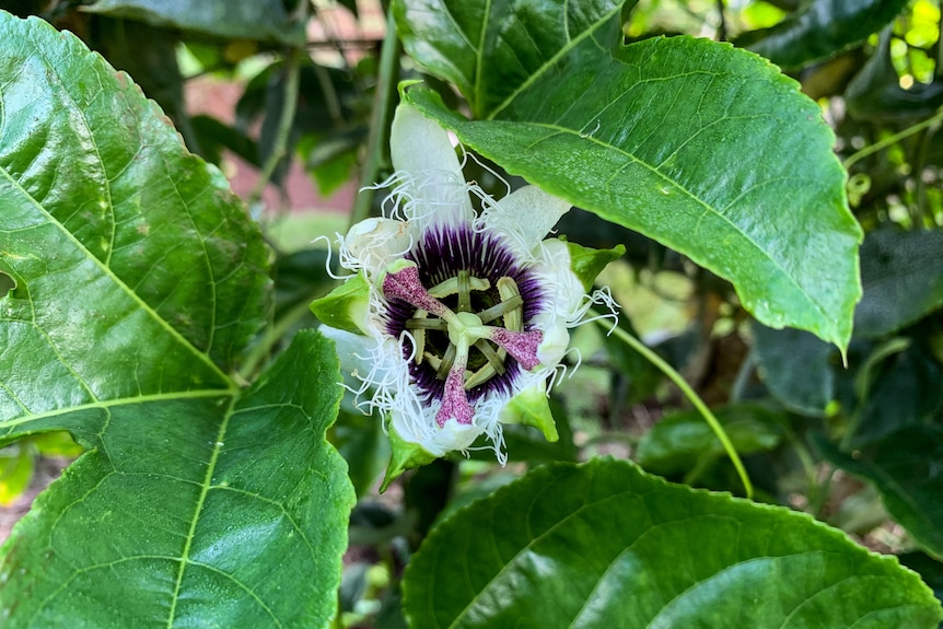 Passionfruit flower on vine.