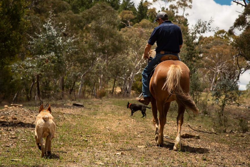 Mick Mason rides his Brumby Coolabah through the bush.