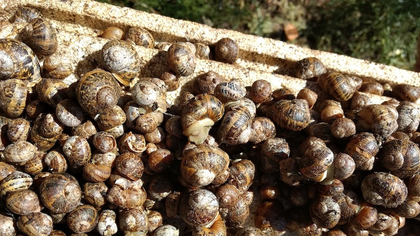 Snails at Alistair Primrose's farm at Sandford
