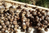 Snails at Alistair Primrose's farm at Sandford