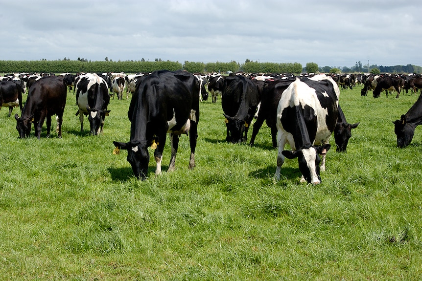 Lincoln Uni cows