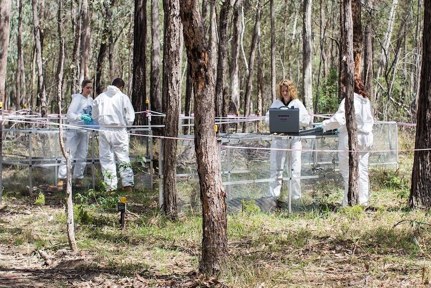 Four people in white overalls stand in a fenced off area in Australian bush.