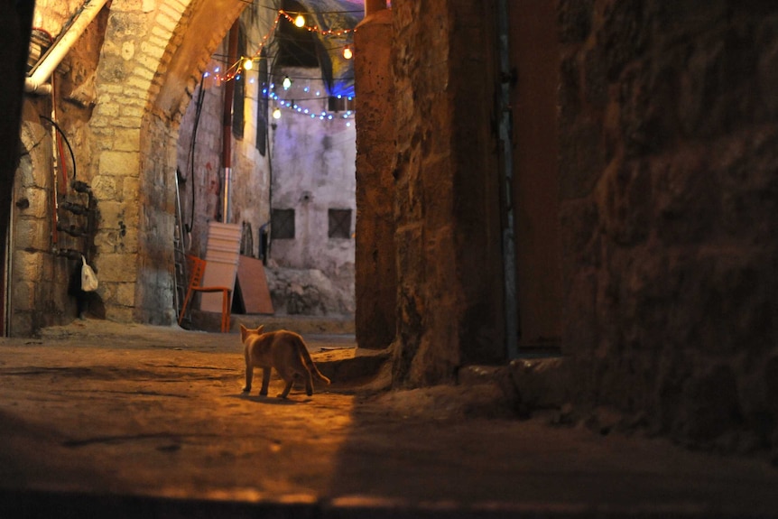 A cat walks along a deserted street at night. The buildings bordering the street look old, built from rough stone.
